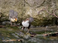 0002 Wasseramsel  mit (JV)